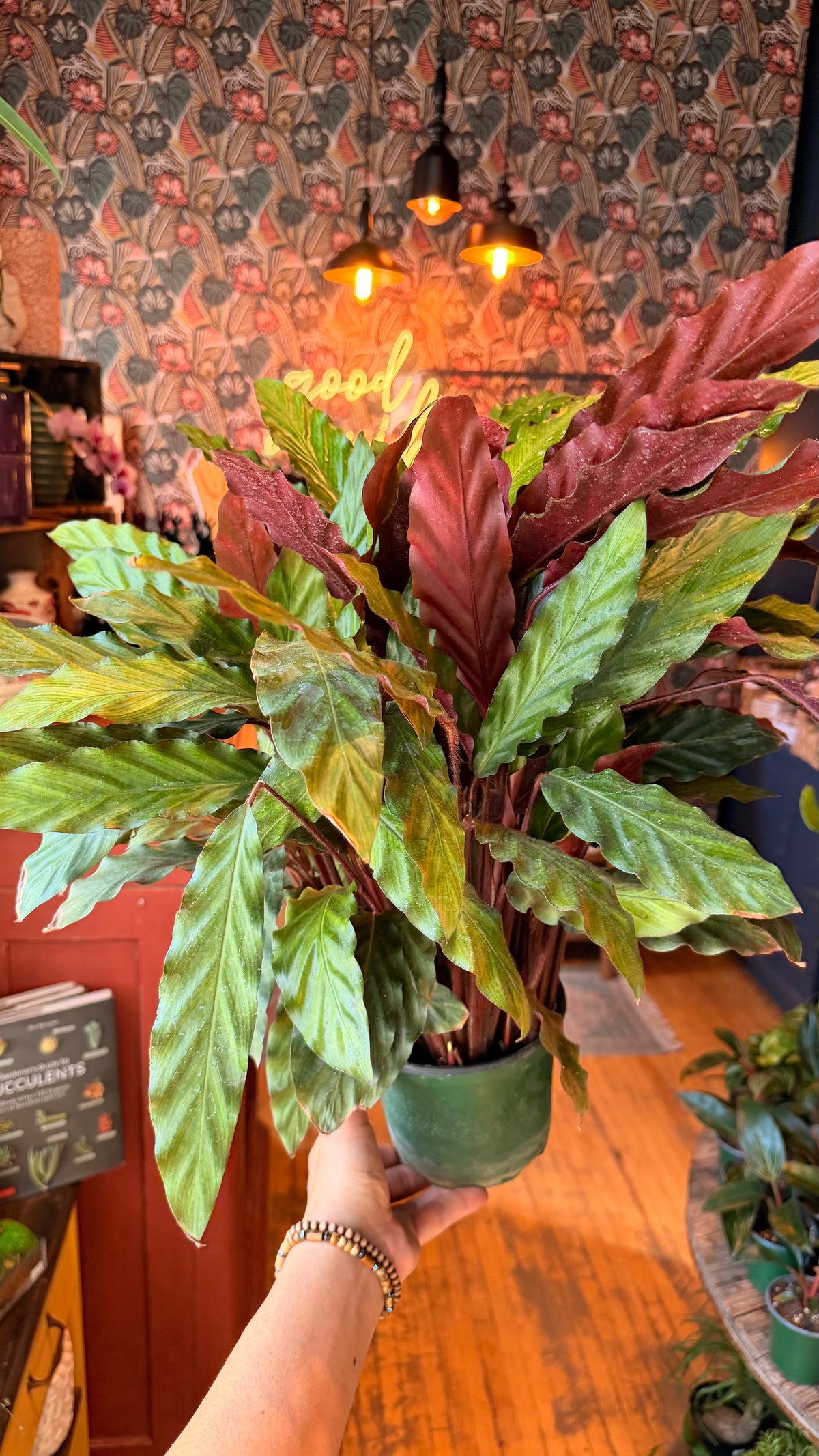 6” Calathea Furry Feather XL