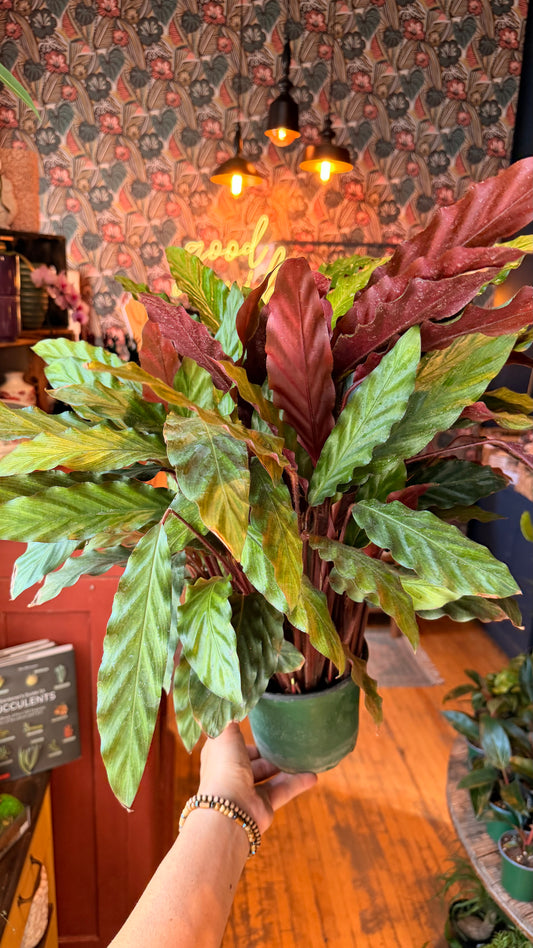 6” Calathea Furry Feather XL