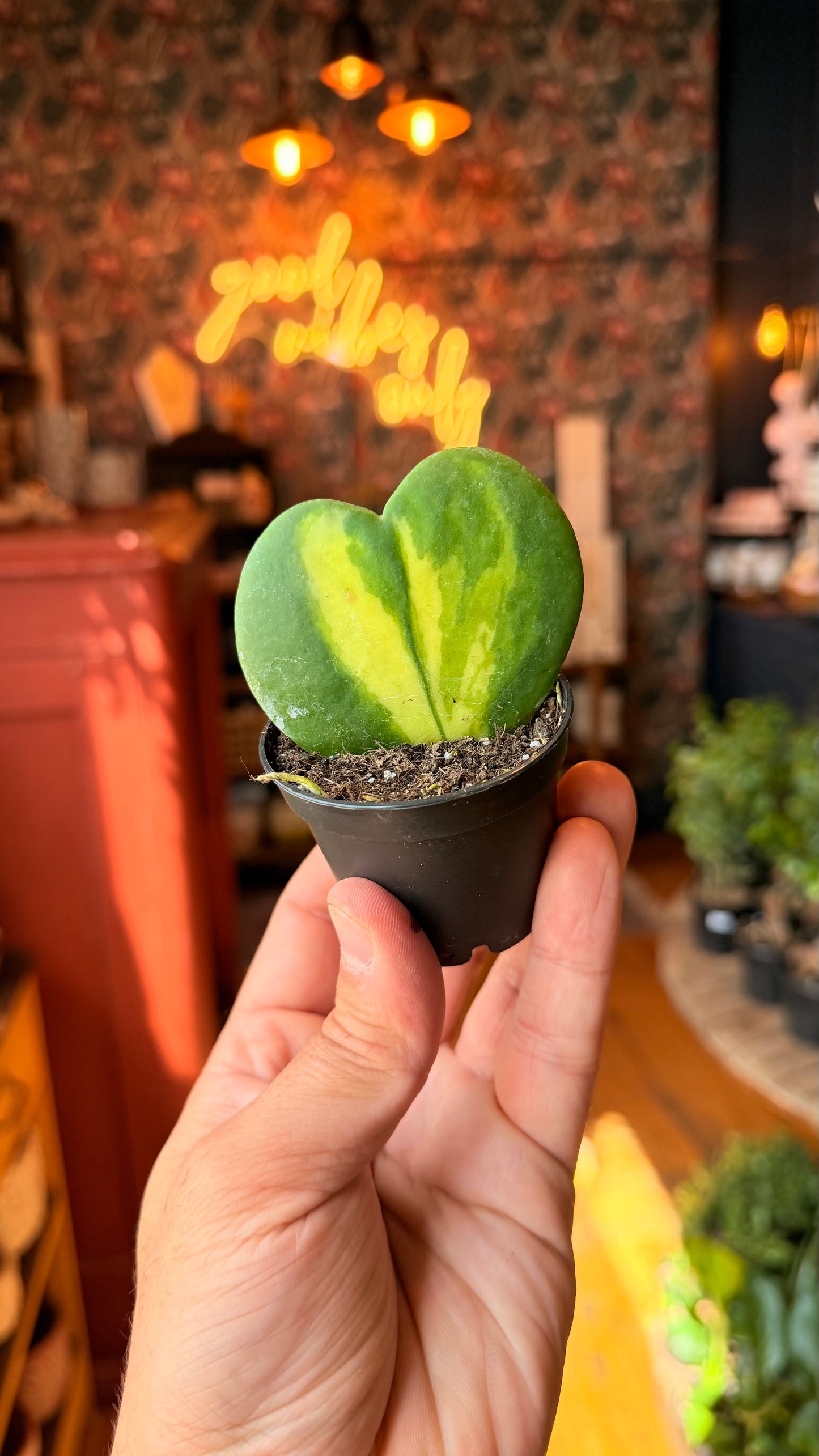 2.5” Inner Flame Heart Hoya
