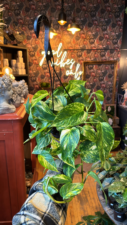 6” Hawaiian Pothos Hanging Basket