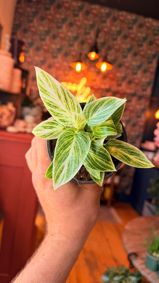4” White Measure Philodendron