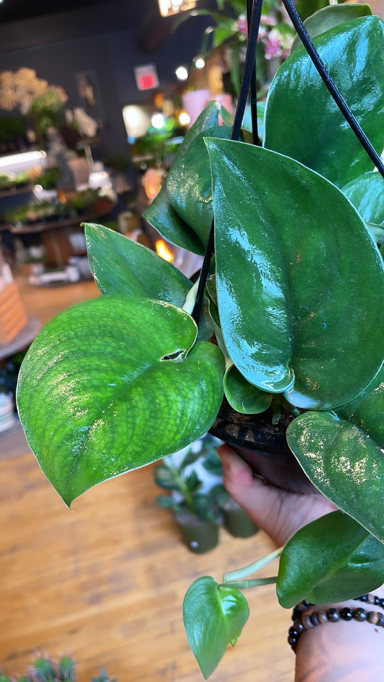 8” Jade Satin Pothos