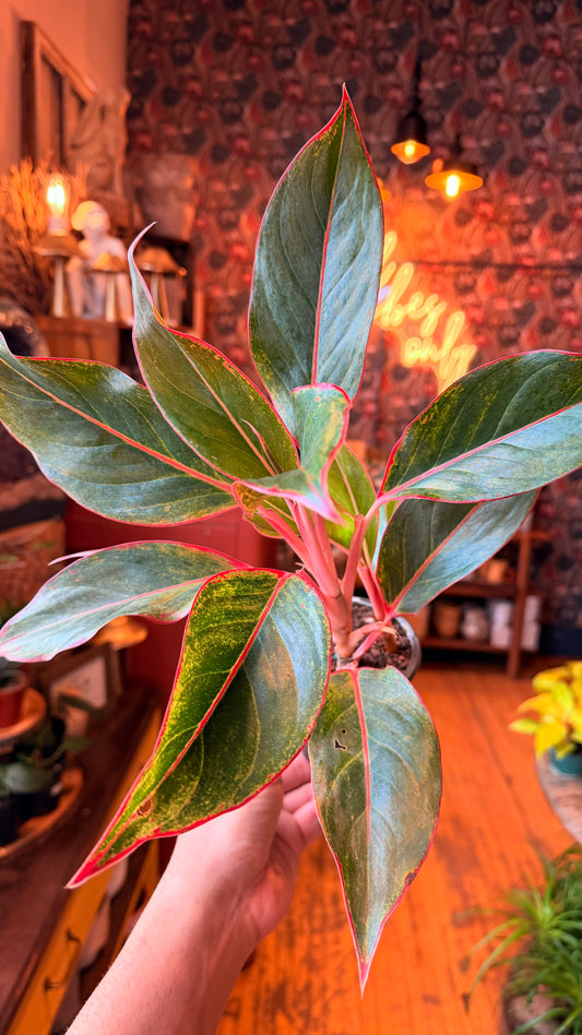 4” Red Siam Aglaonema