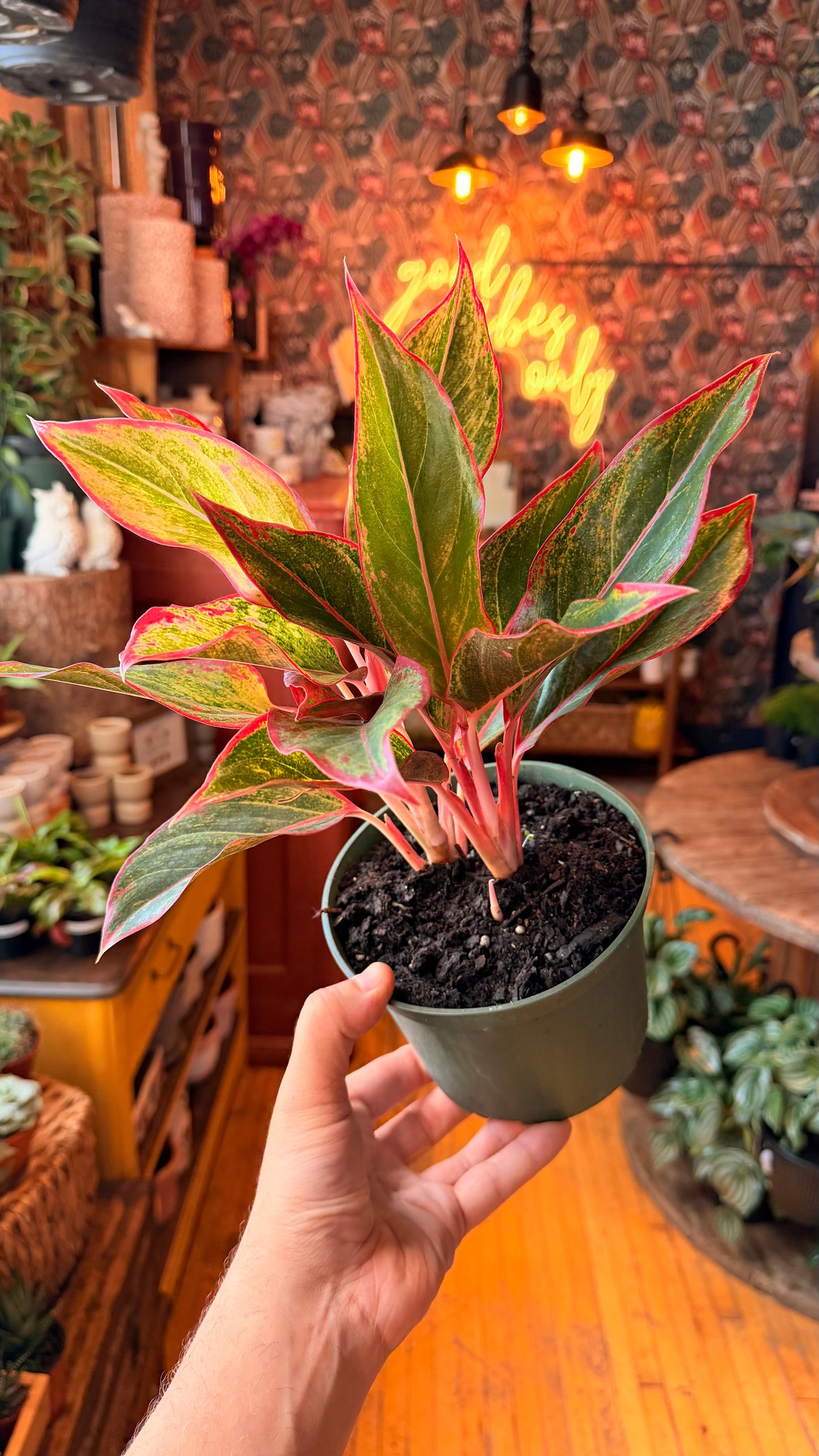 6” Red Siam Aglaonema