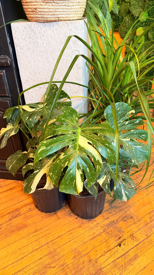 10” Thai Constellation Monstera