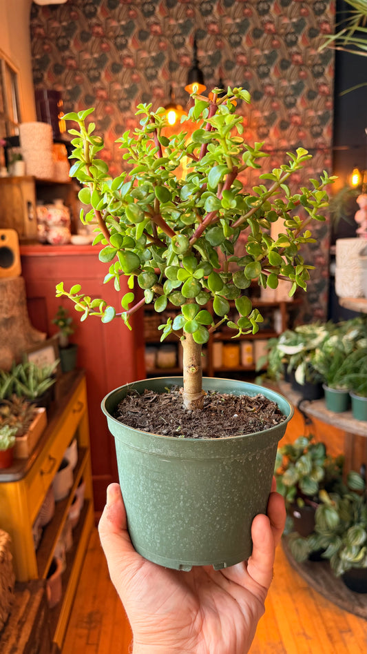 6” Jade Bonsai