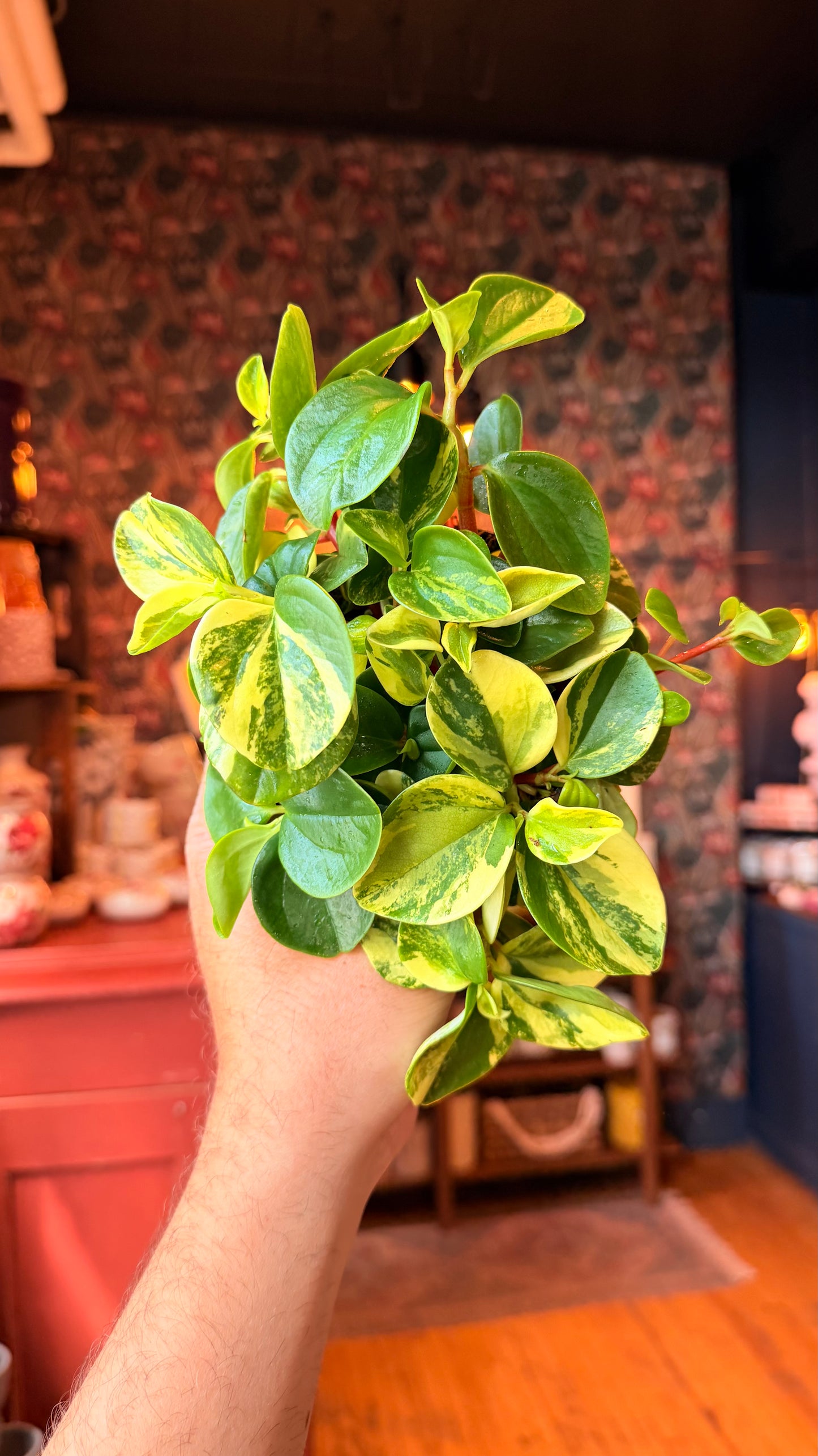 4” European Variegated Trailing Peperomia