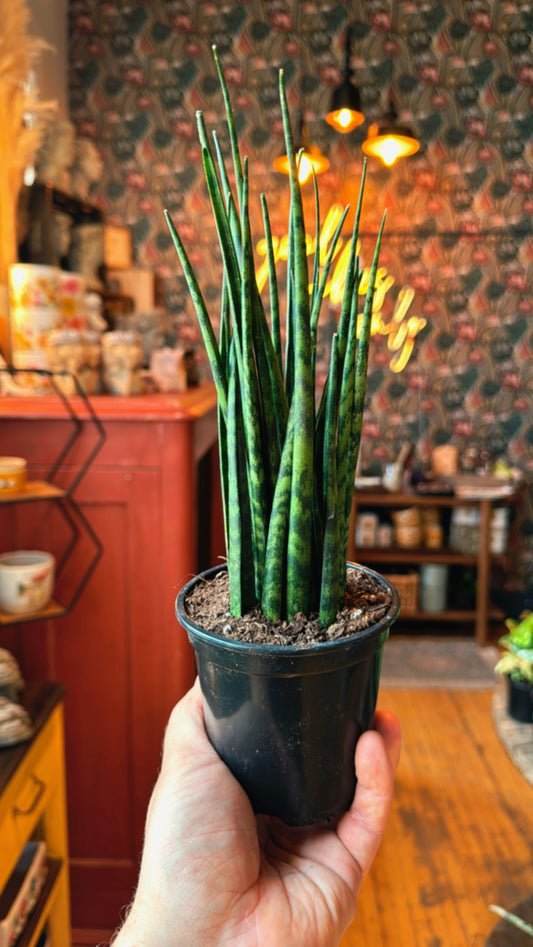 4” Mikado Fernwood Snake Plant