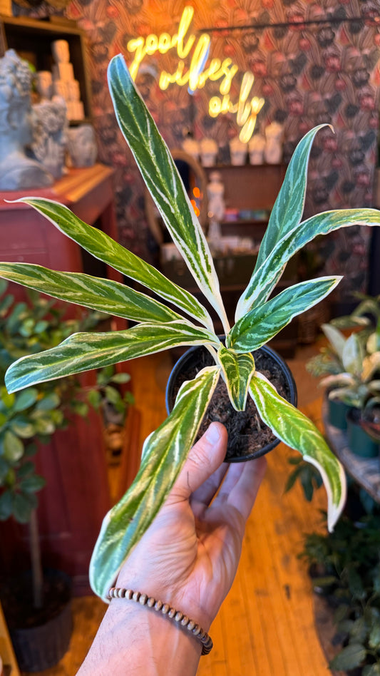 4” Aglaonema Rice