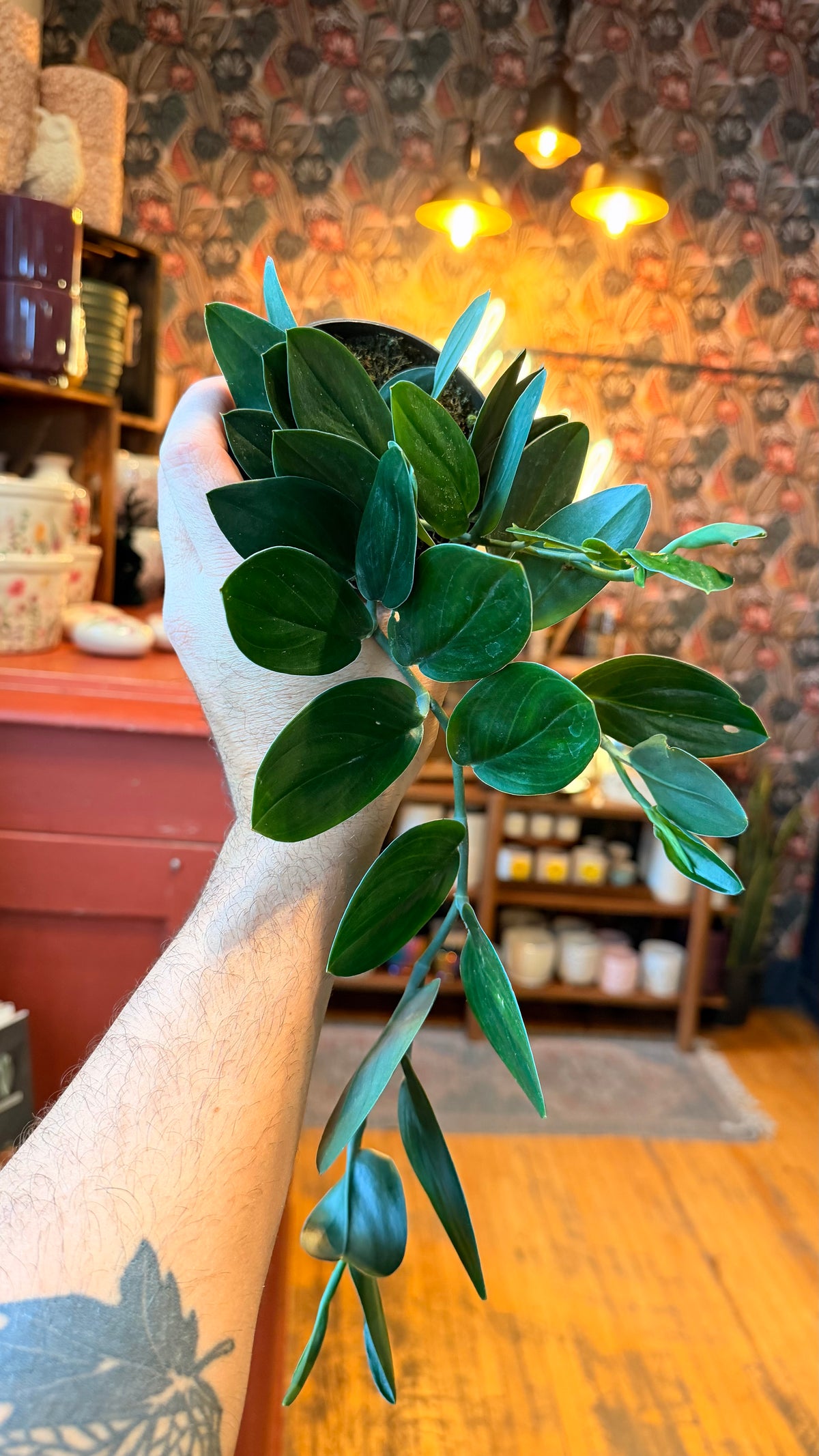 4” Scindapsus ‘Nearly Black’ XL