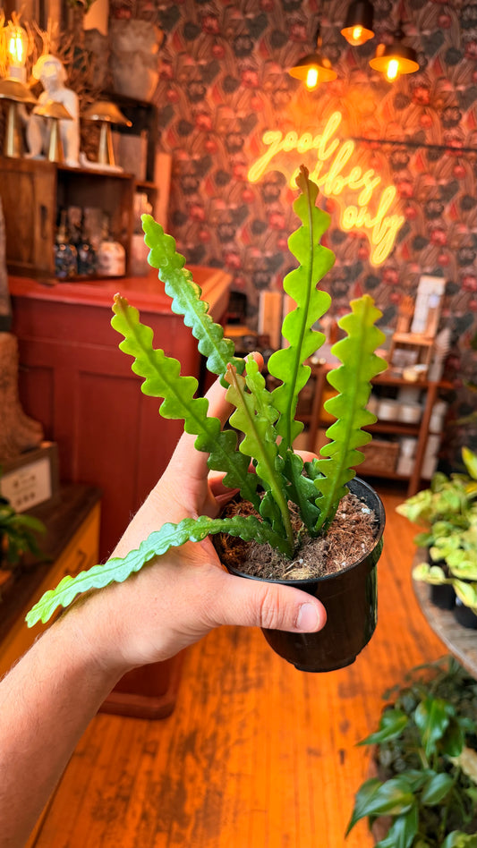 4” Ric Rac Cactus