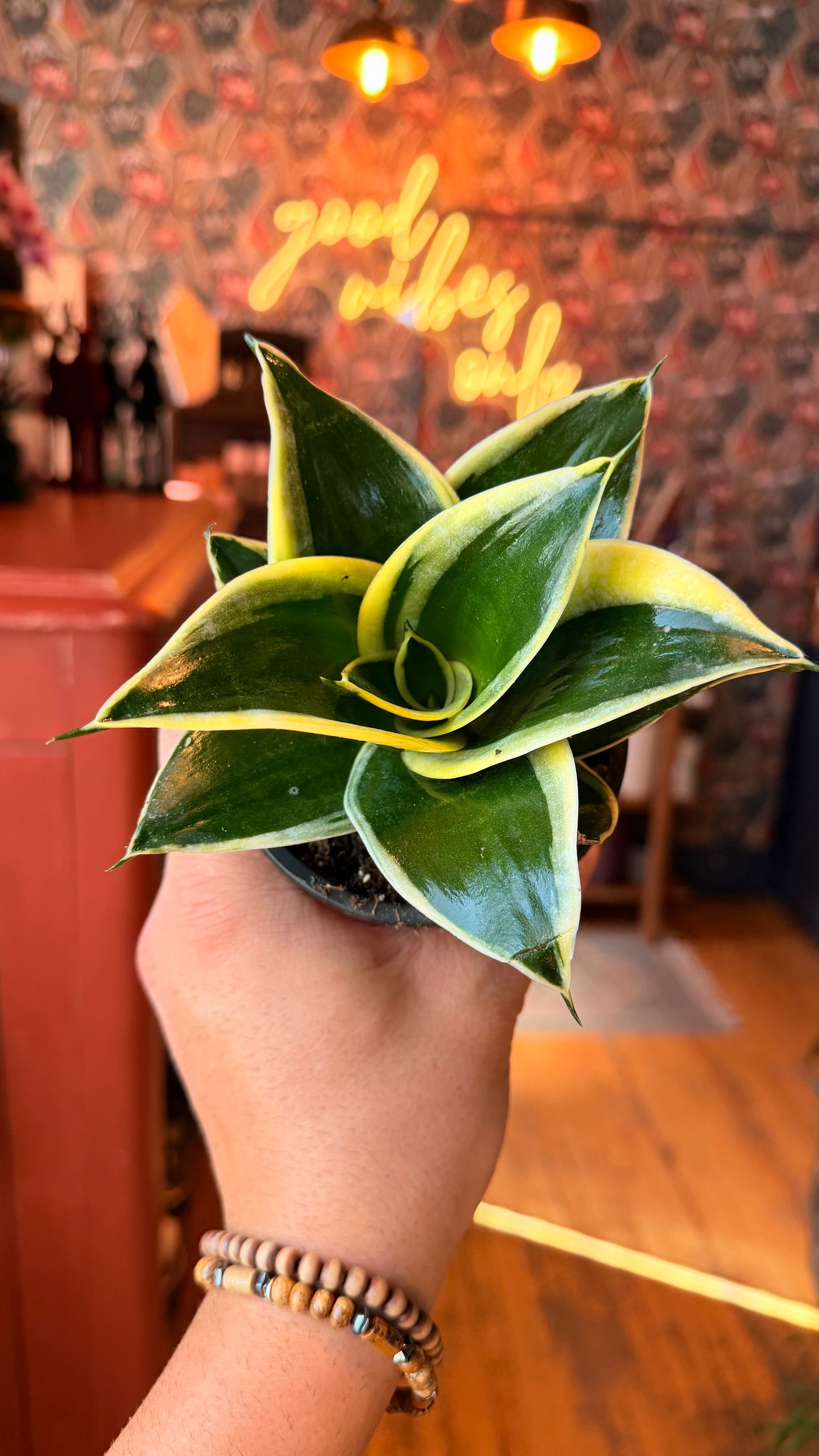 4” Jade Pagoda Snake Plant