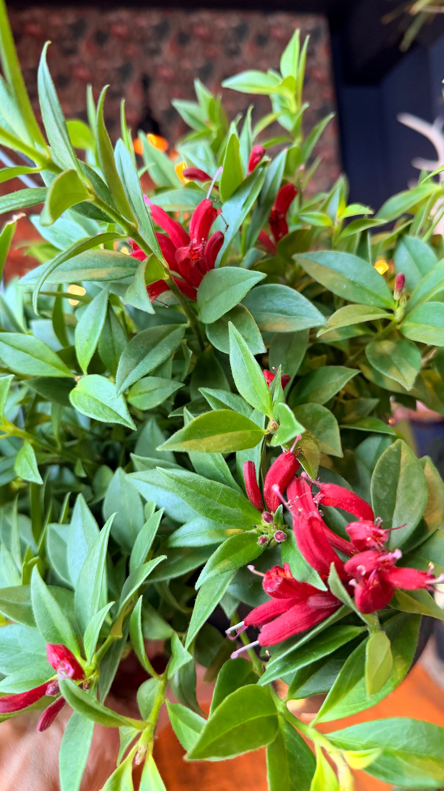 8” Purple Star Lipstick Plant