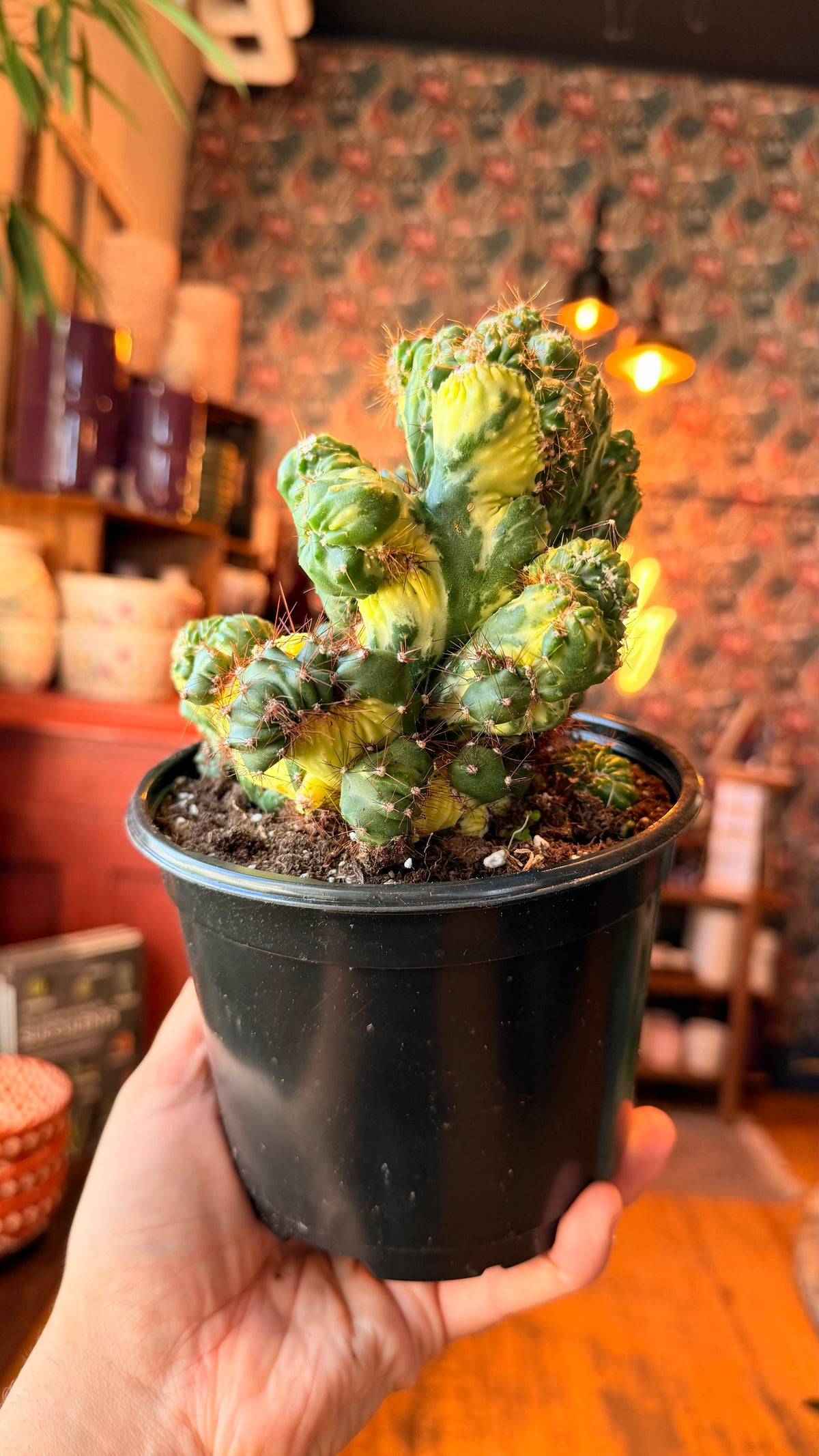 6” Cereus Geometrizans Varieagated Cactus