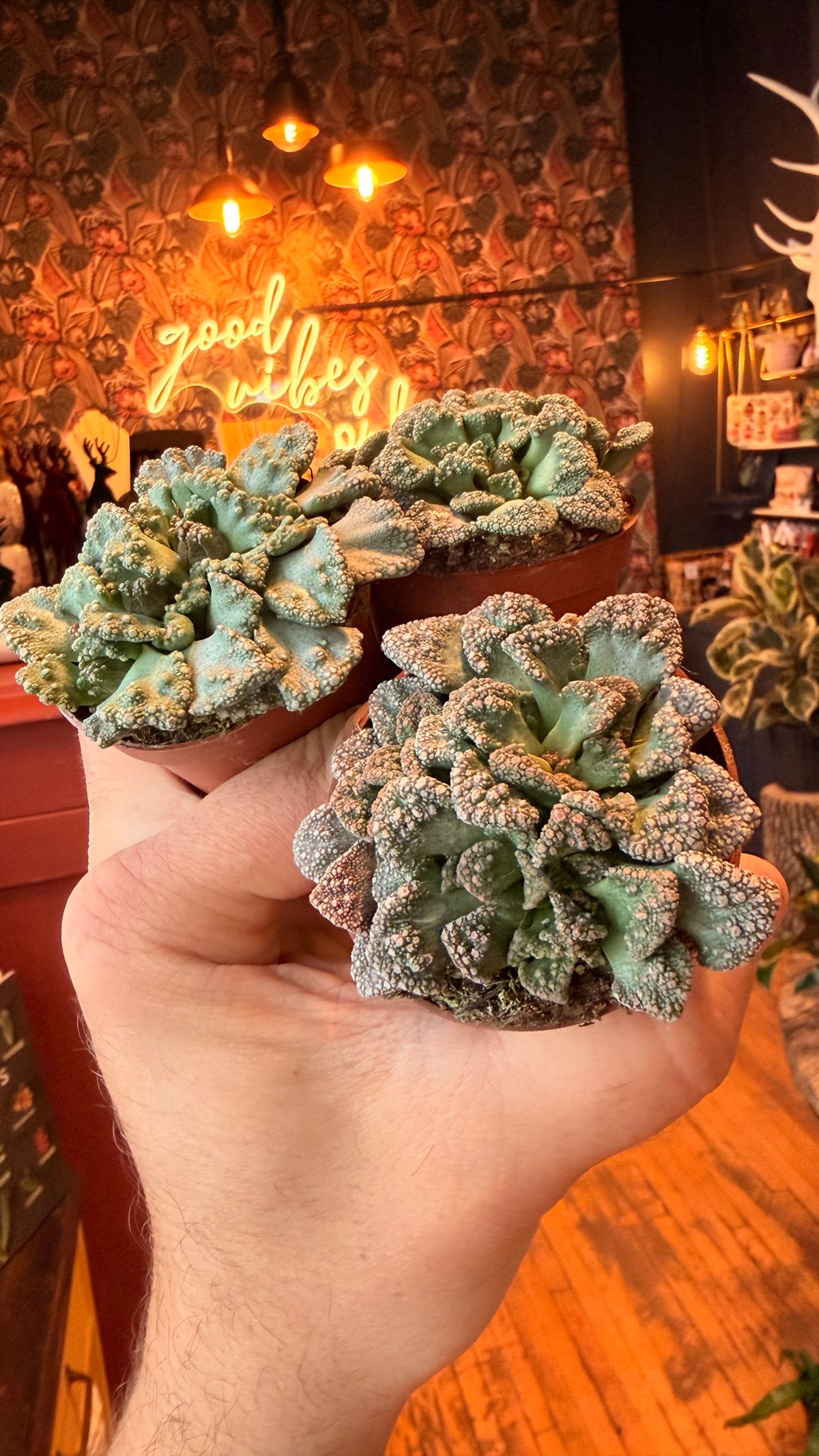 2.5” Concrete Plant Succulent