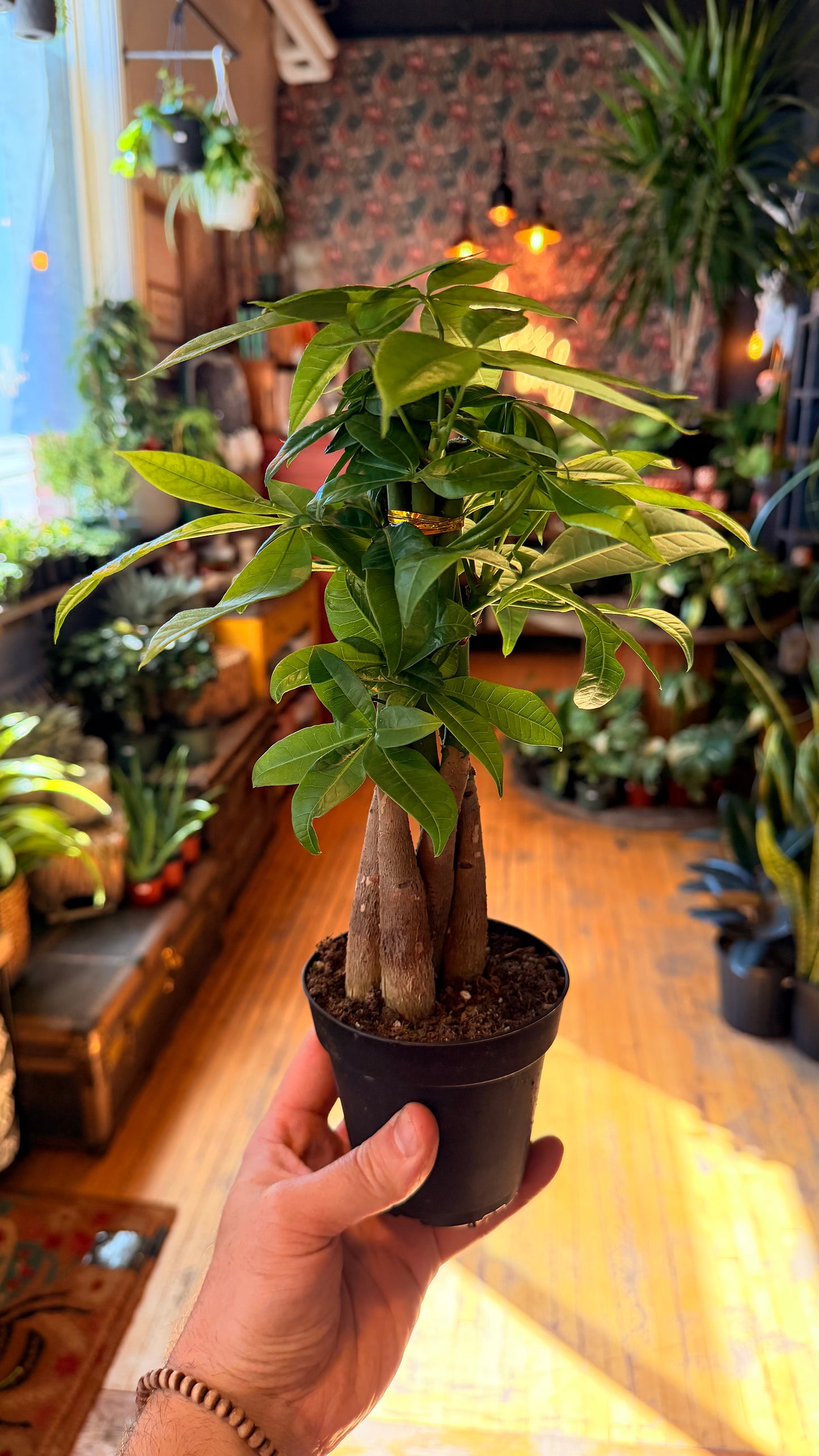 4” Money Tree