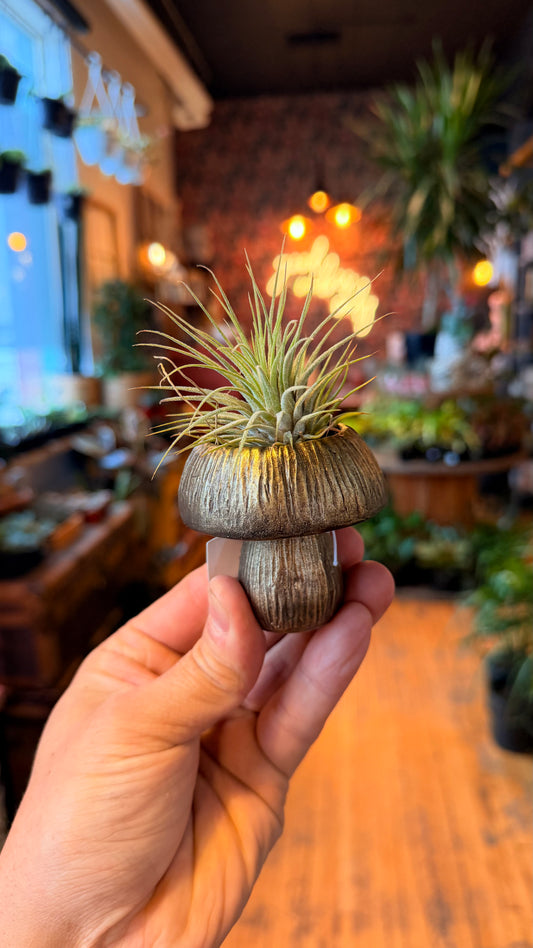Mushroom Stump Airplant Holder