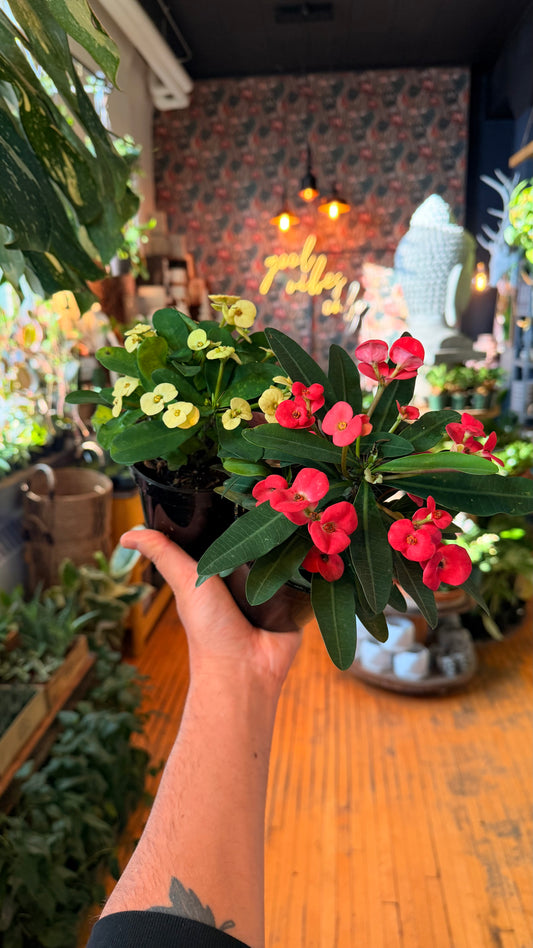 4” Crown of Thorns Assorted