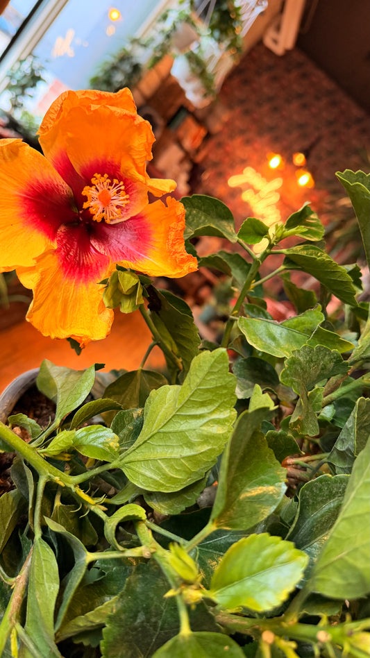 8” Hollywood Hibiscus Bush