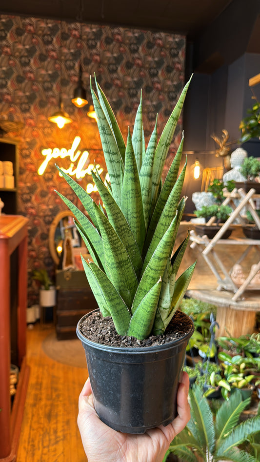 6” Tough Lady Snake Plant