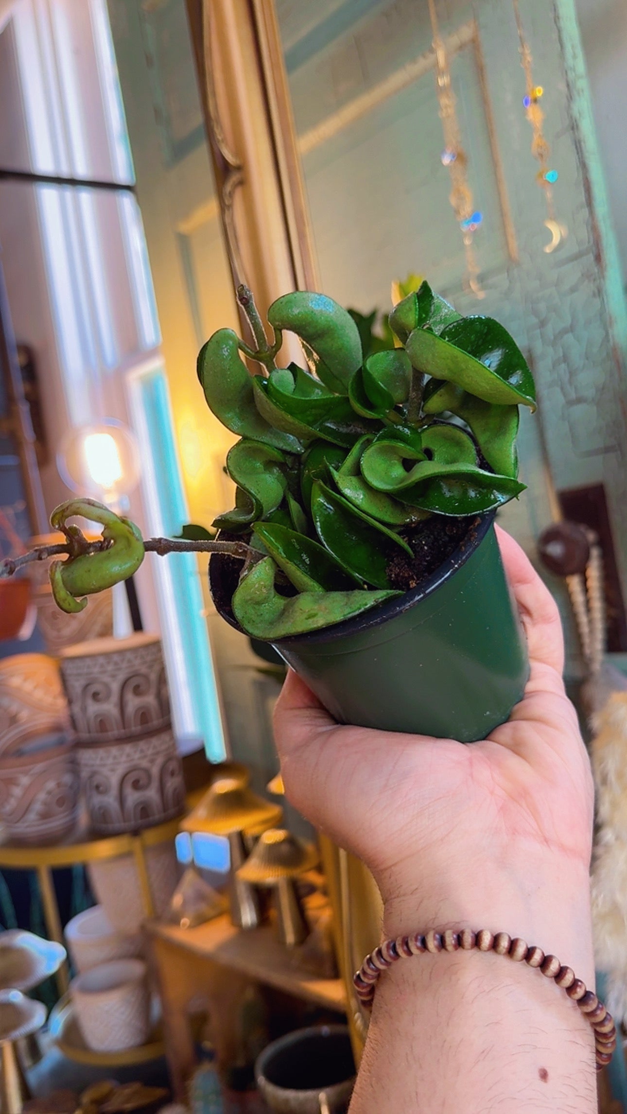 4” Hindu Rope Hoya