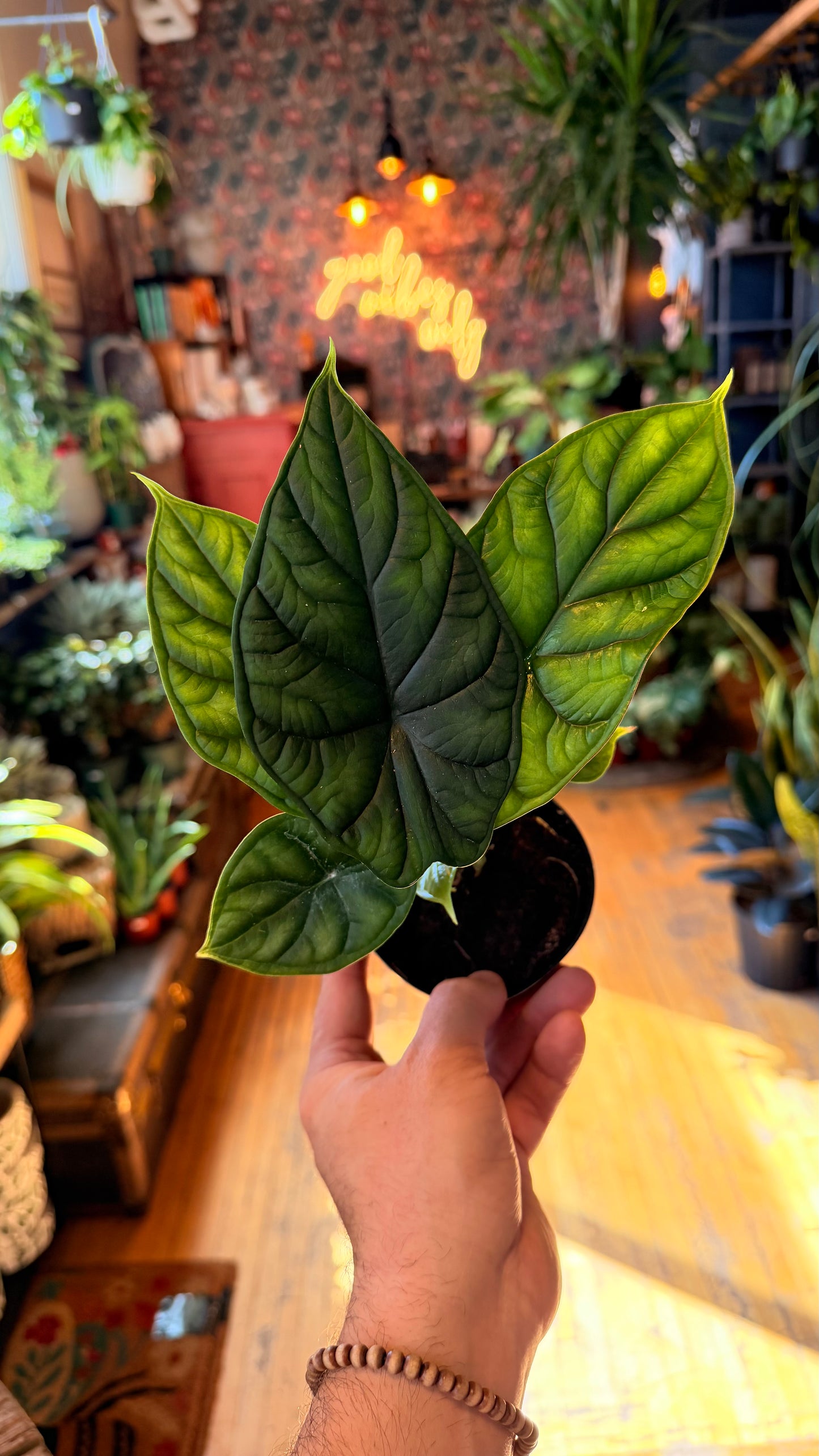 4” Dragon Scale Alocasia