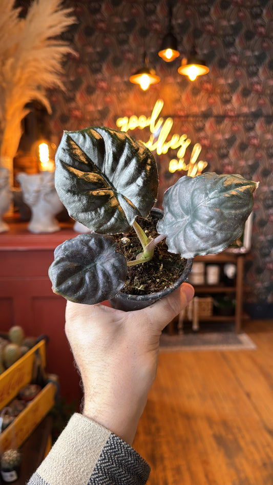 4” Infernalis ‘Black Magic’ Alocasia