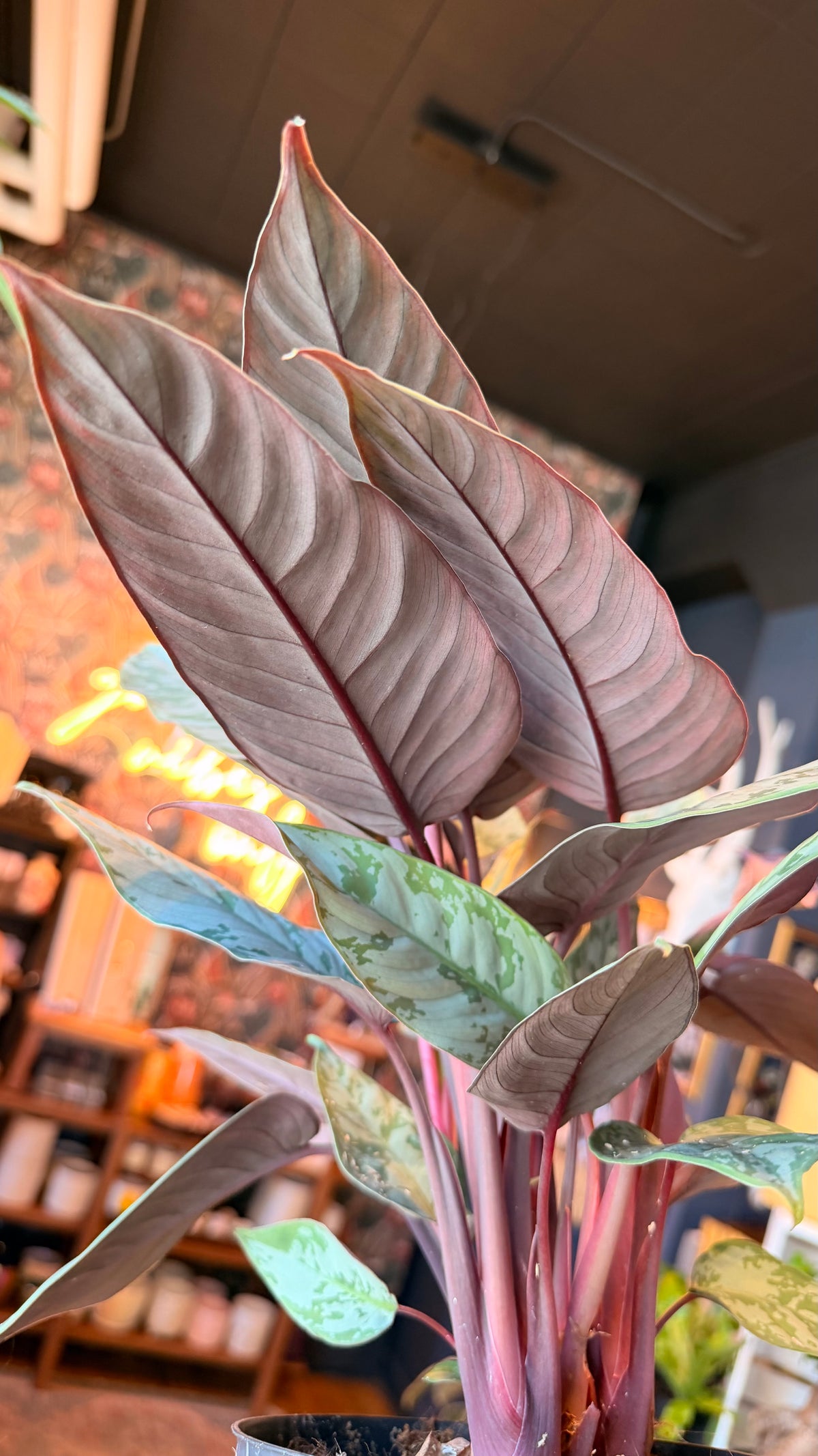 6” Apoballis ‘Purple Sword’