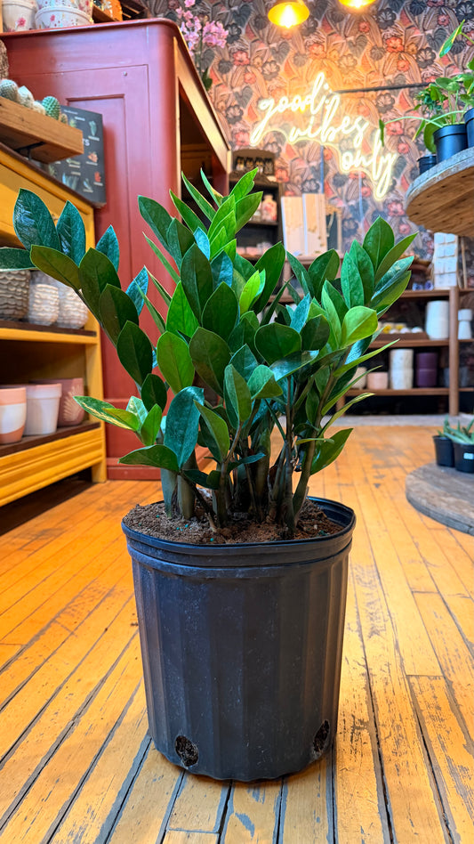 10” ZZ Plant