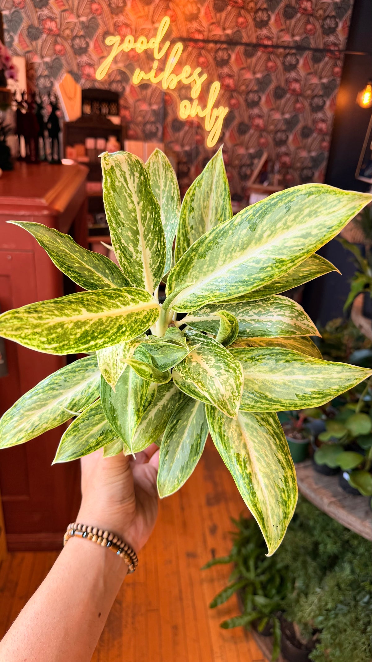 6” Aglaonema White Rain