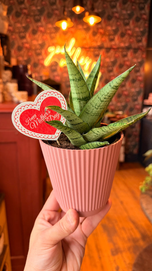 ‘Tough Lady’ Snake Plant Mothers Day Arrangement