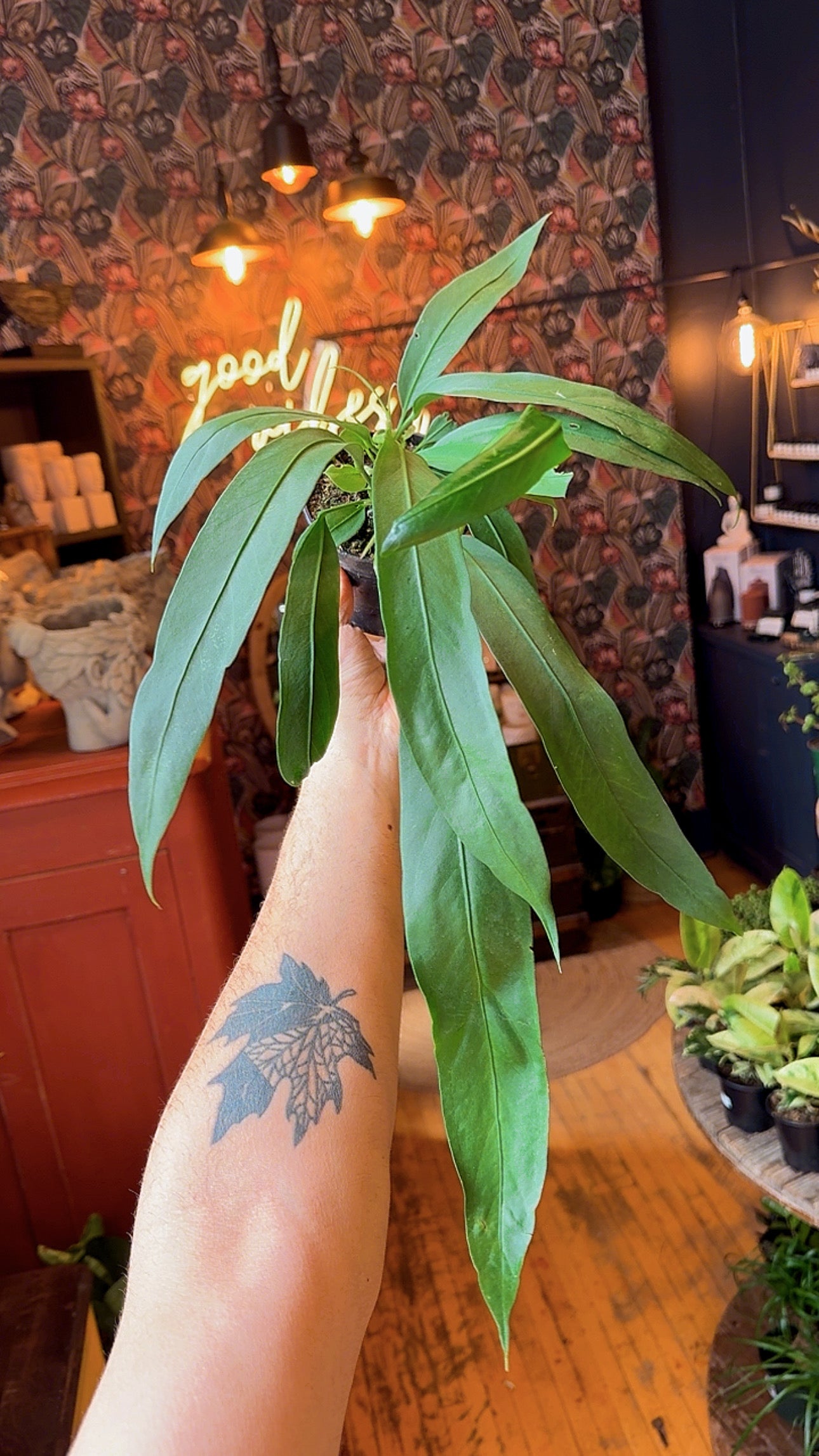 4” Anthurium Vittarifolium