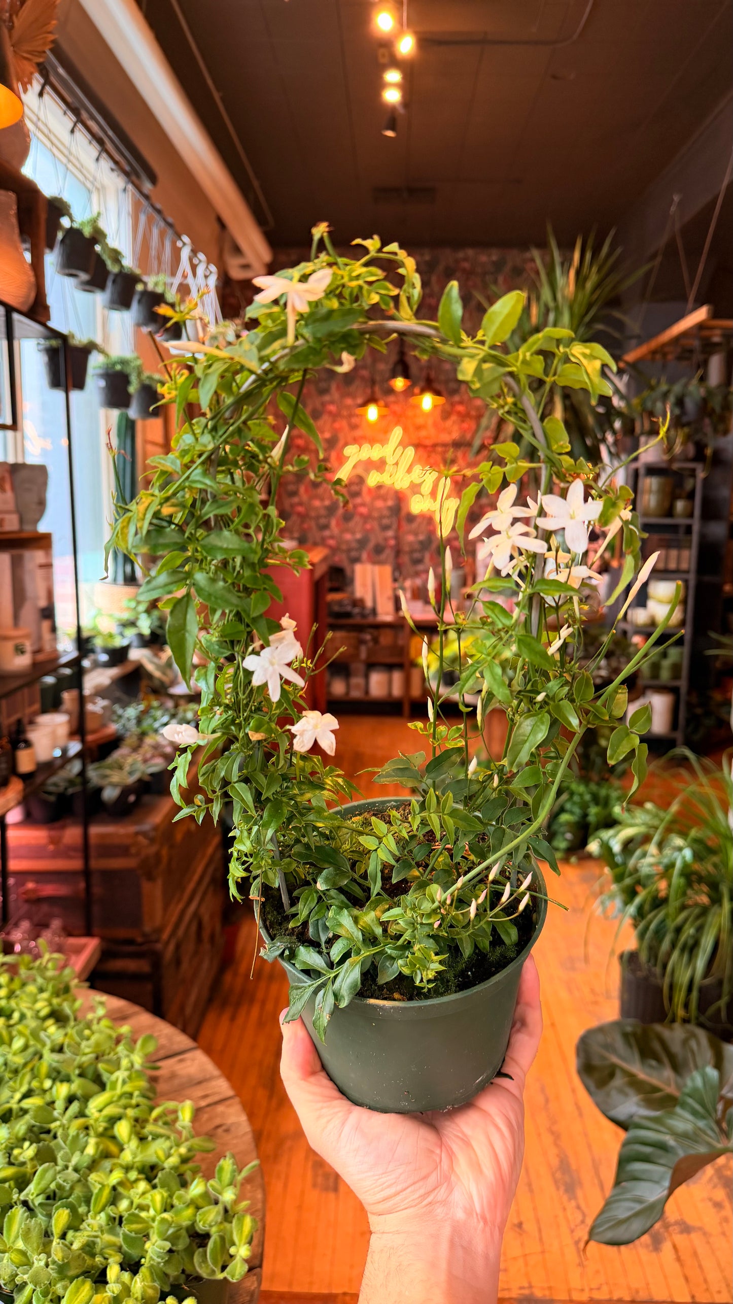 6” Jasmine Plant Hoop