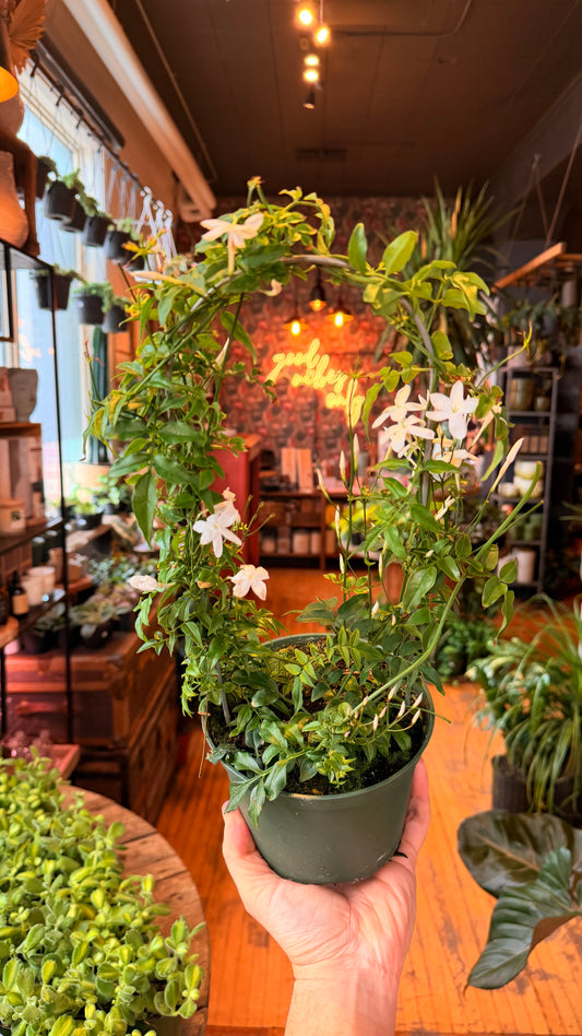 6” Jasmine Plant Hoop