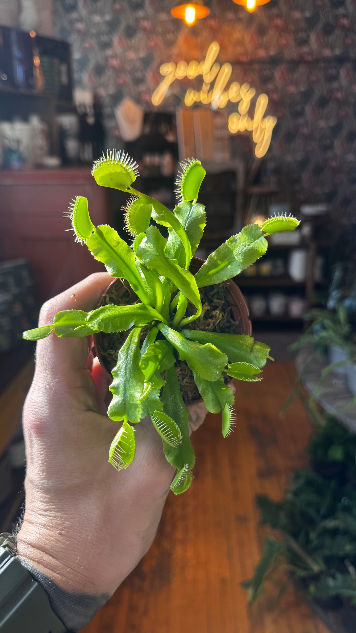 2.5” Venus Fly Traps