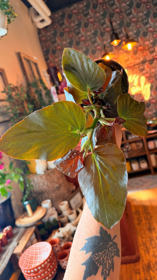 4” Bronze Angel Wing Begonia