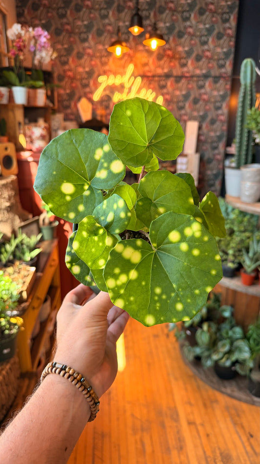 6” Leopard Plant ‘Fire Fly’ Variegated