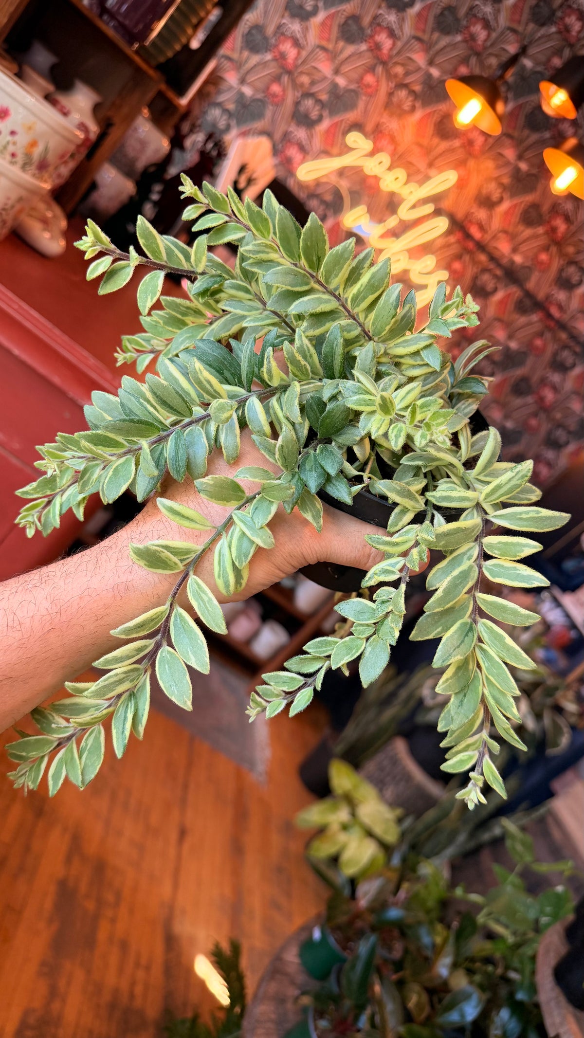 4” Variegated Lipstick Plant