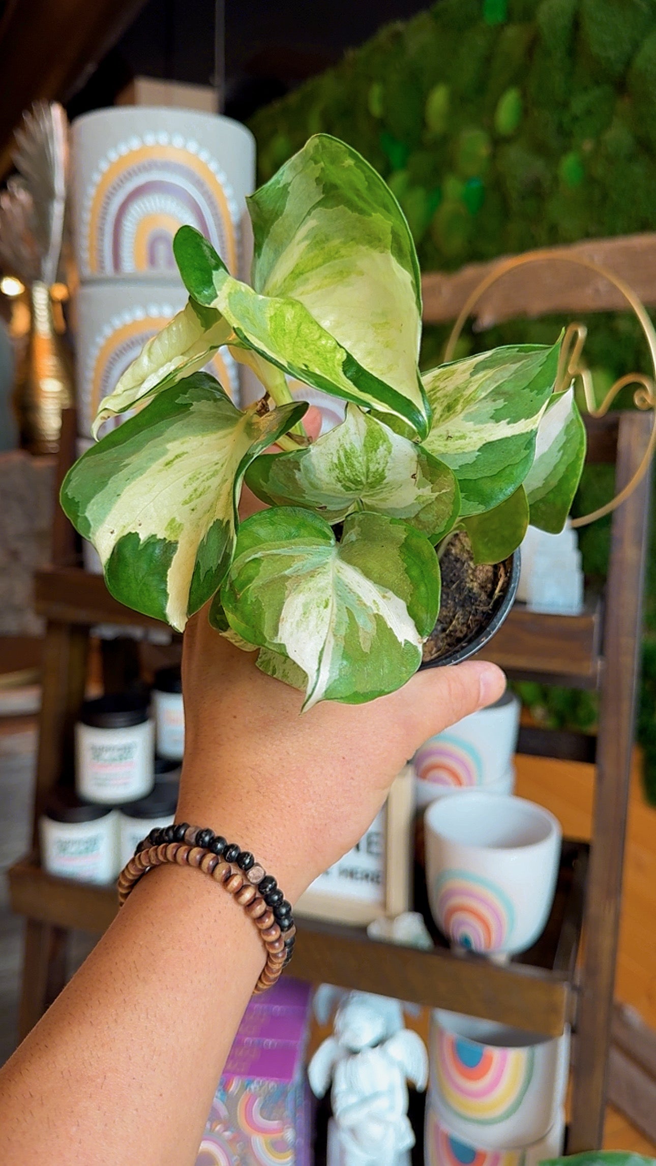 4” Manjula Pothos