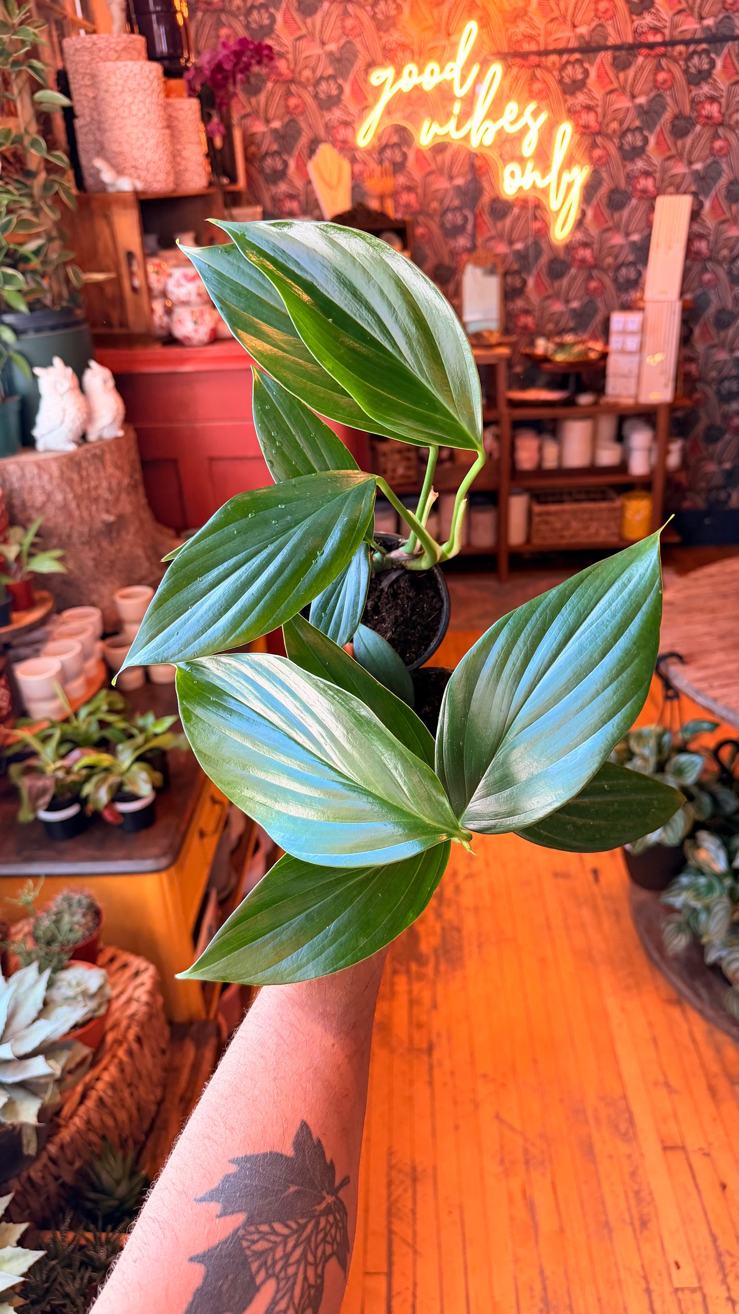 4” Rhaphidophora Decursiva ‘Dragon Tail’