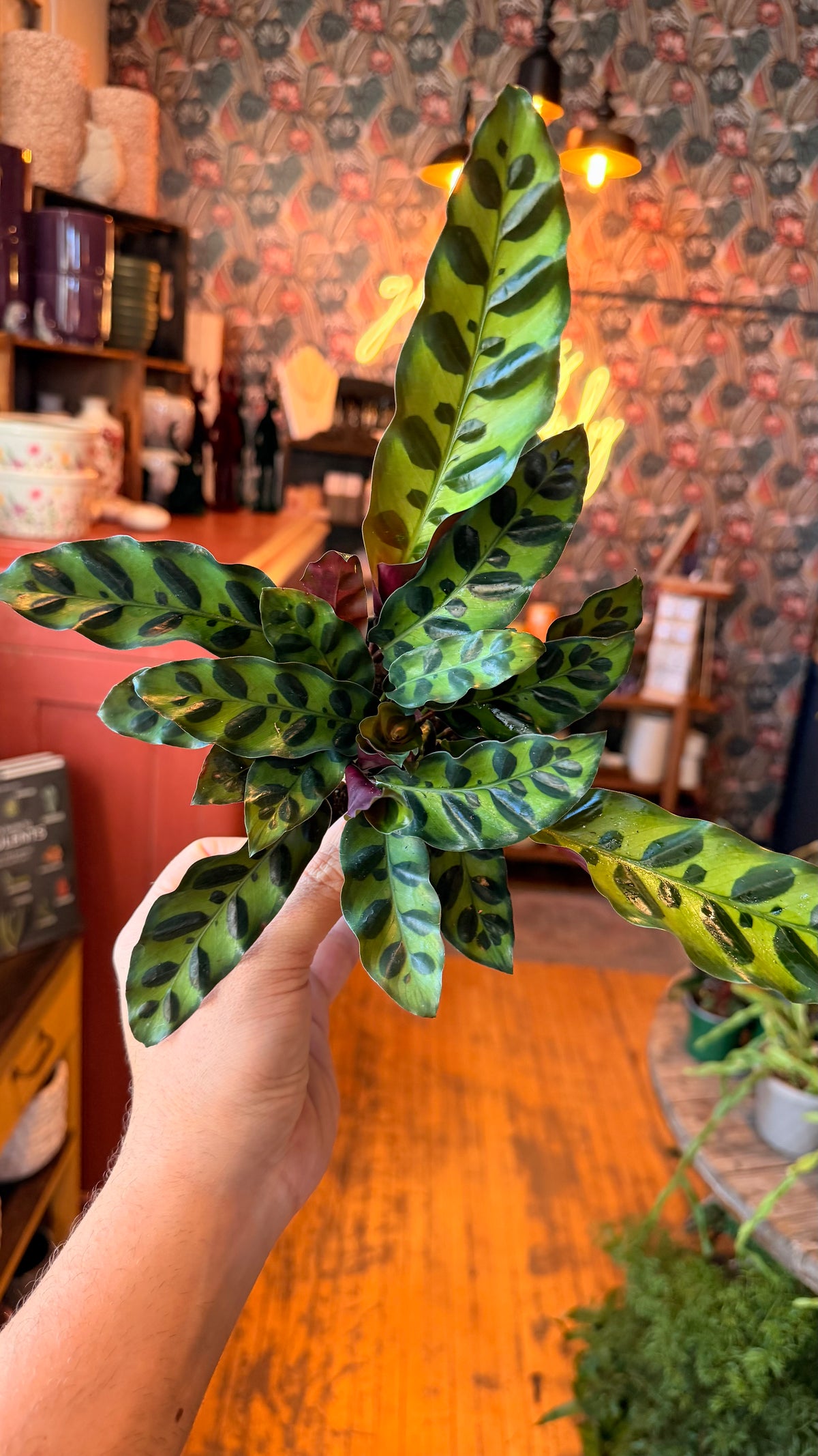 4” Rattlesnake Calathea