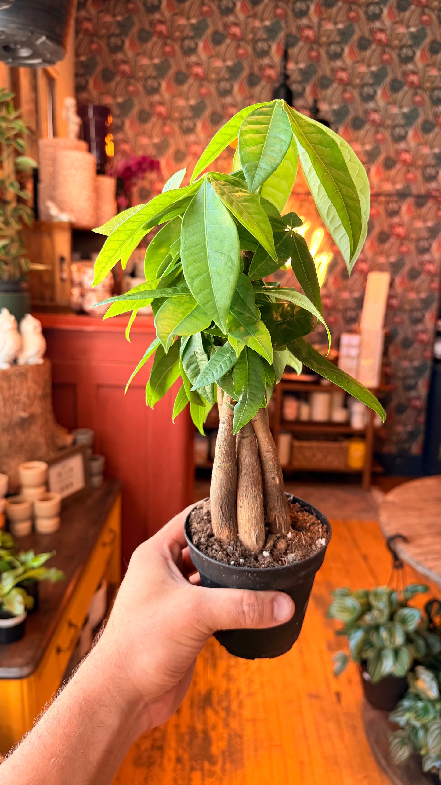 4” Money Tree