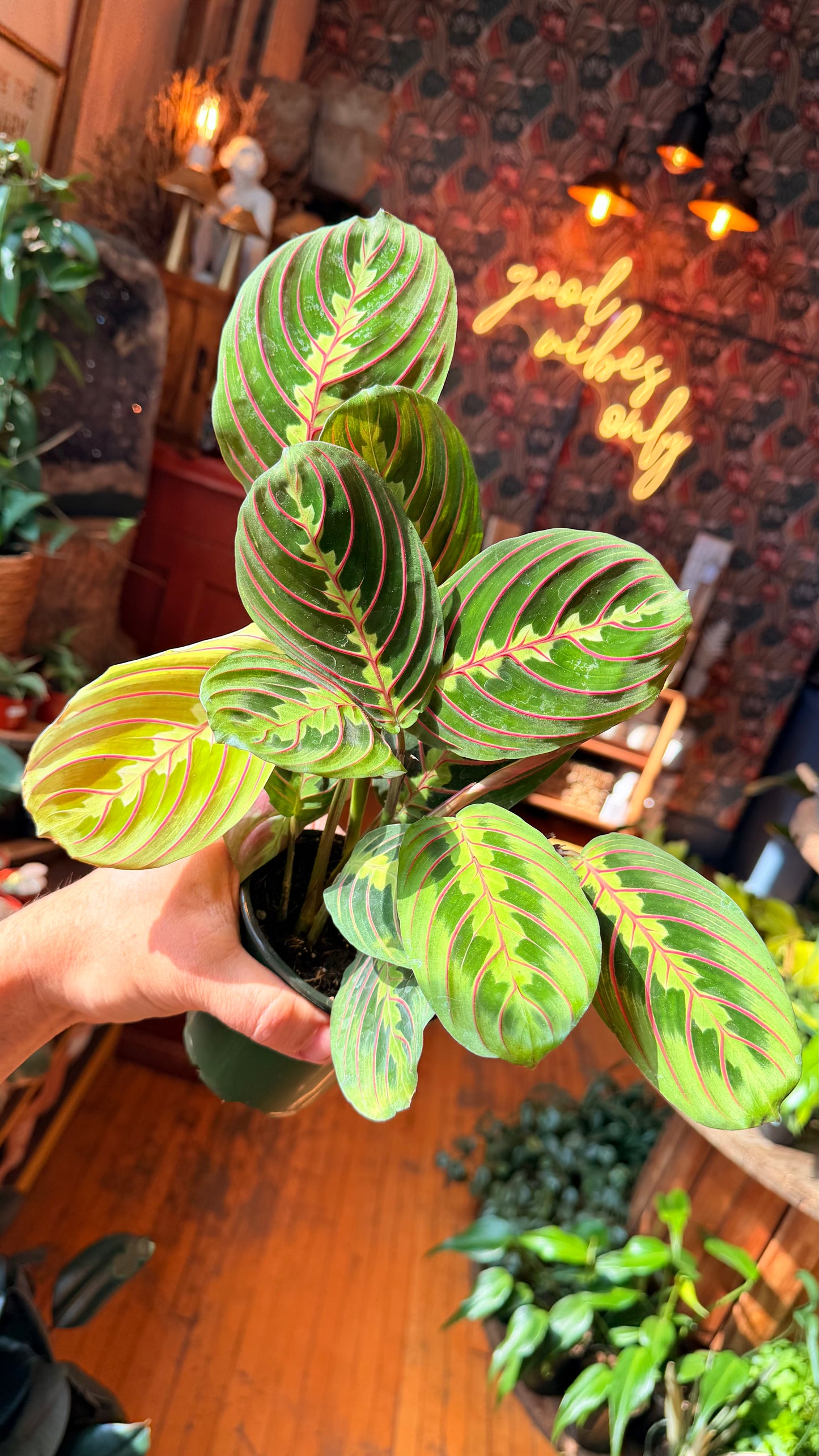4” Prayer Plant Red Vein