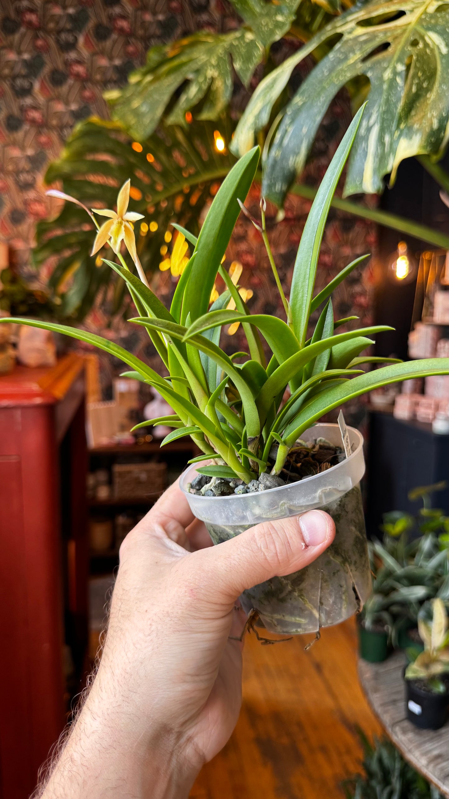 4” Brassocattleya Richard Mueller X Epidendrium Orchid