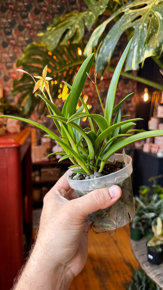 4” Brassocattleya Richard Mueller X Epidendrium Orchid