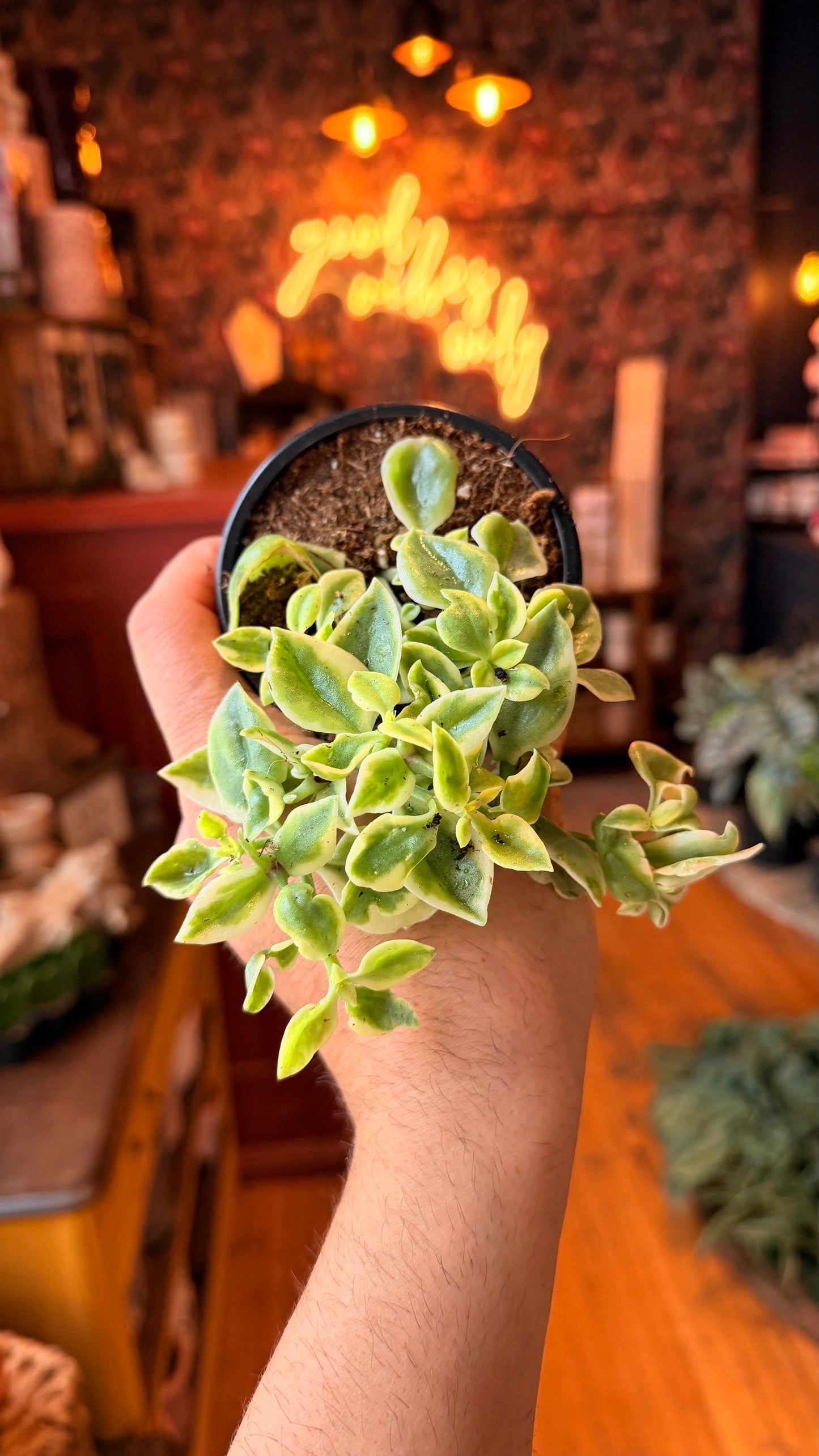 4” Variegated Delosperma Mazoo