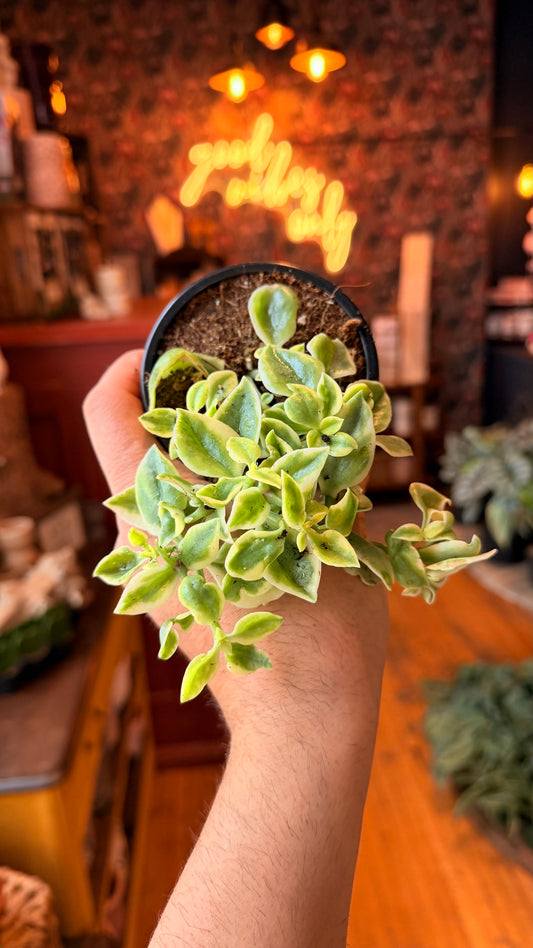 4” Variegated Delosperma Mazoo