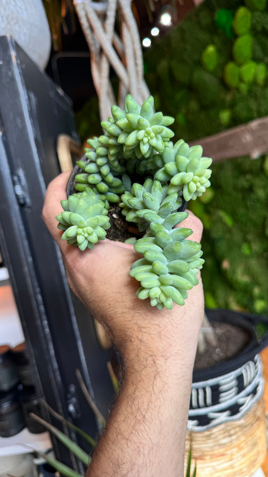 4” Burrows Tail Succulent