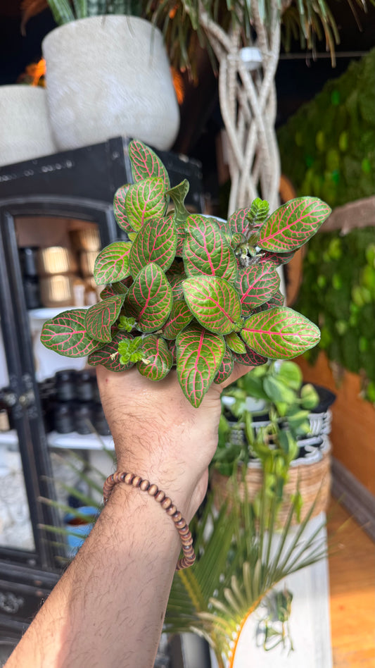 4” Nerve Plant Red