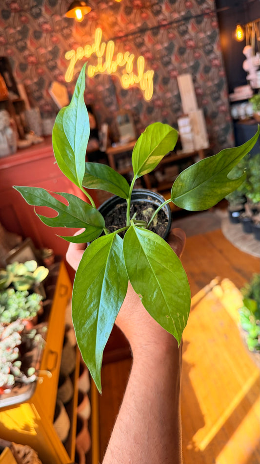 4” Baltic Blue Pothos